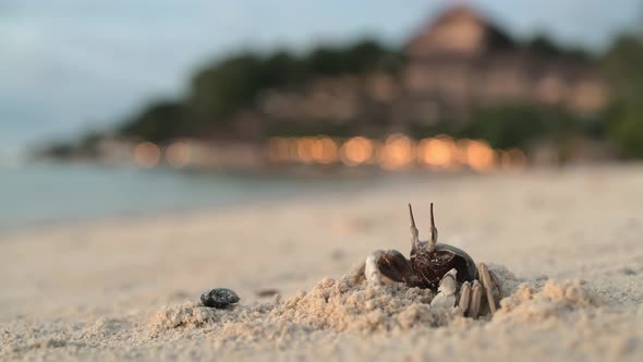 The Crab Stands on a Sandy Beach Near Its Burrow