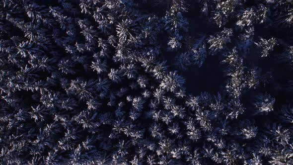 Above Conifer Forest in Winter