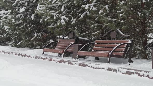 Wooden Benches in a City Park with Fir Trees at Background