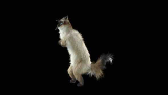 Cat Dancing HD