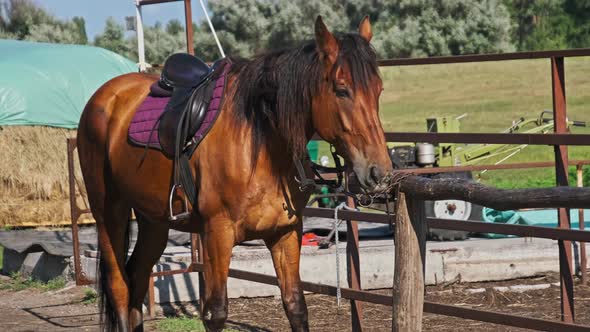 Beautiful Brown Harnessed Horse Stands Near the Stable in Nature Slow Motion