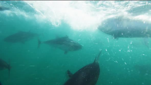 underwater view of farmed blue-fin tuna being fed in an ocean pen