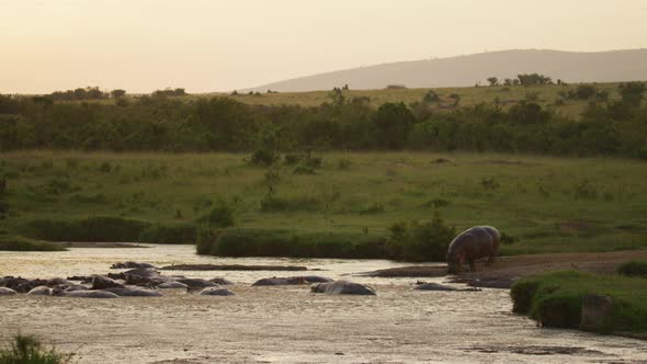 Hippopotamus entering a river