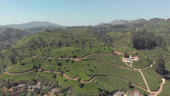 Tea culture plantation and dirt trails covering the small hills in the beautiful landscape of Munnar