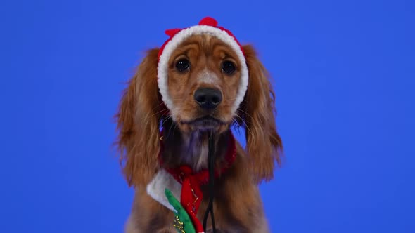 Frontal Portrait of an English Cocker Spaniel Sitting in a Studio on a Blue Background