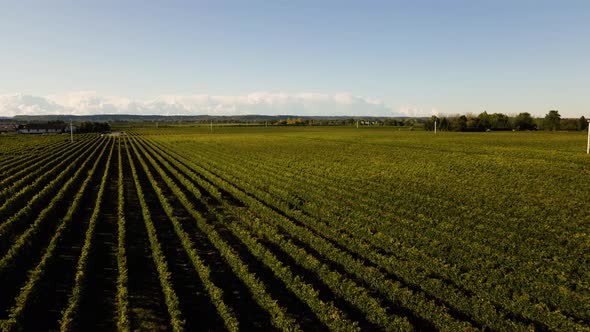 Aerial view of a beautiful vineyard in the sunset