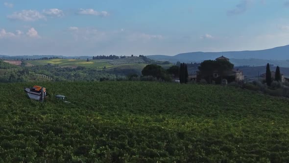 Vineyard In Tuscany, Italy