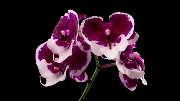 Blooming White - Magenta Orchid Phalaenopsis Flower