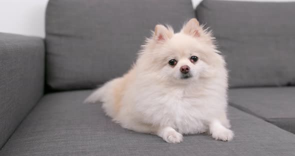 Cute pomeranian dog