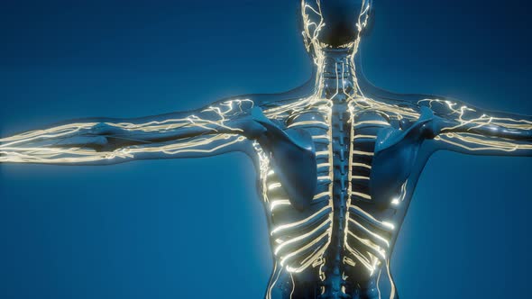 Blood Vessels of Human Body alt