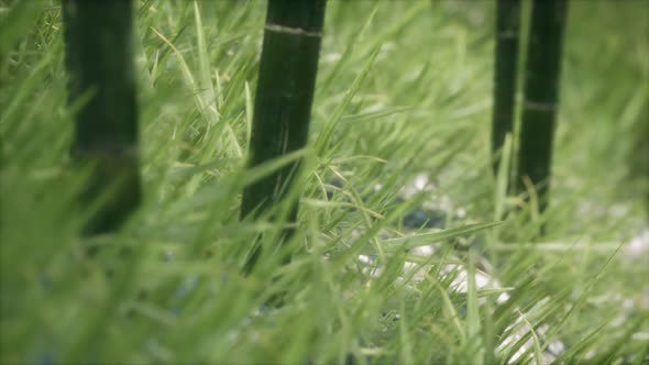 Fresh Green Grass on the Forest alt