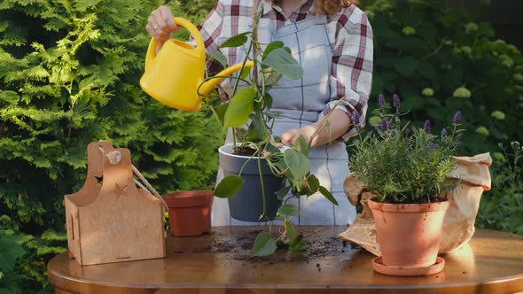 Female Gardener Watering Potted Epipremnum Plant in Backyard Garden