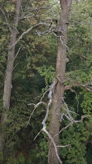 Aerial View of Green Forest in Summer