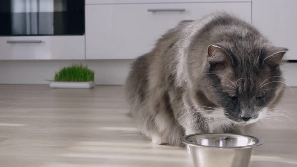 A Fluffy Gray Cat in the Kitchen Eats Dry Food From a Bowl the Cat Licks Its Paw After a Delicious