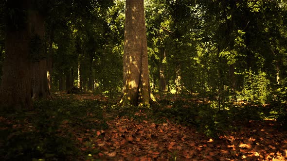 Misty Beech Forest on the Mountain Slope in a Nature Reserve