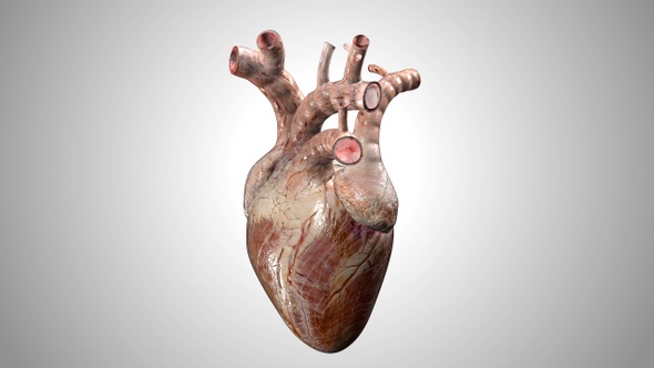 Heart Natural Shot 02 alt