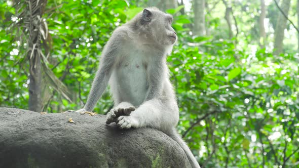 Monkeys in the Forest in Bali.