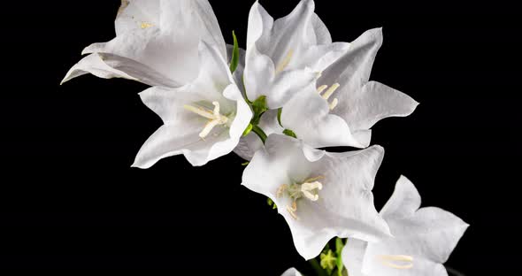 Bell Flower Campanula Opening White Flowers in Time Lapse