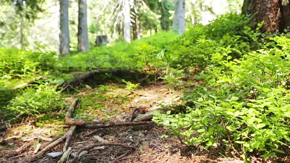 Summer Sunny Day in the Wild Northern Forest