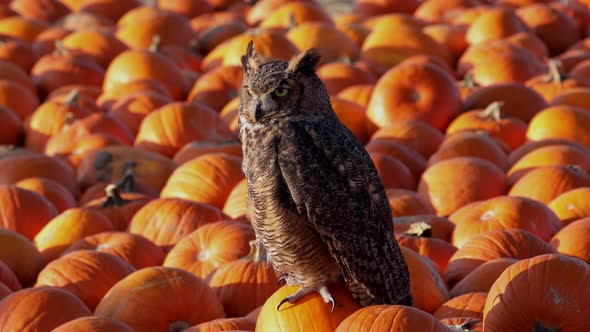 Portrait of a perched Great Horned Owl