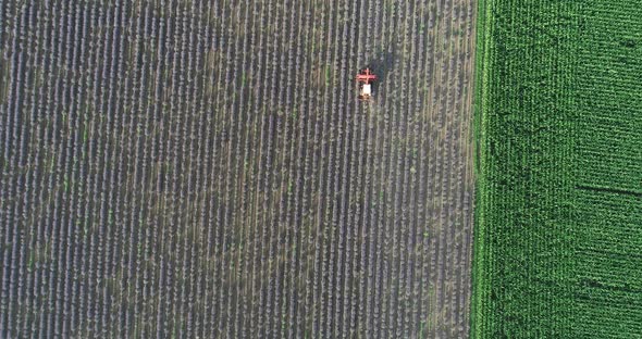 Aerial view, tractor working on a lavender field. Lavender harvest