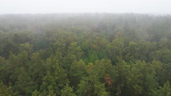 Fog in the Forest Aerial View