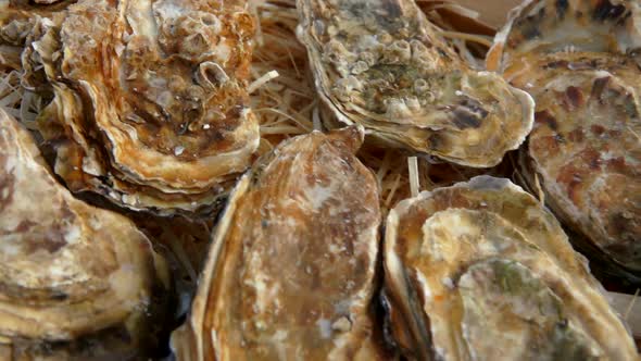 Closeup Panorama of Fresh Oysters Laying in Wooden Shavings in the Big Box