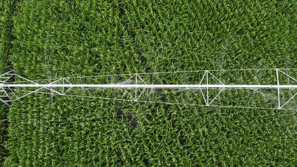 Irrigation System in a Corn Field