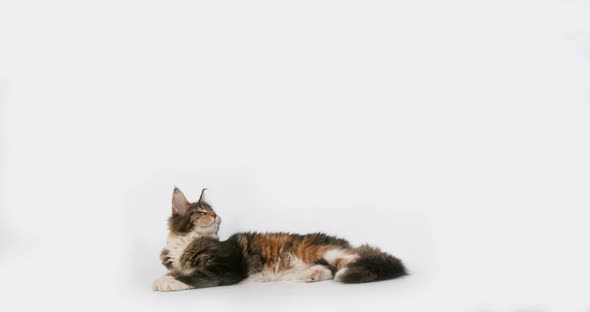 Brown Tortie Blotched Tabby and White Maine Coon Domestic Cat, Female Snorting , Normandy in France