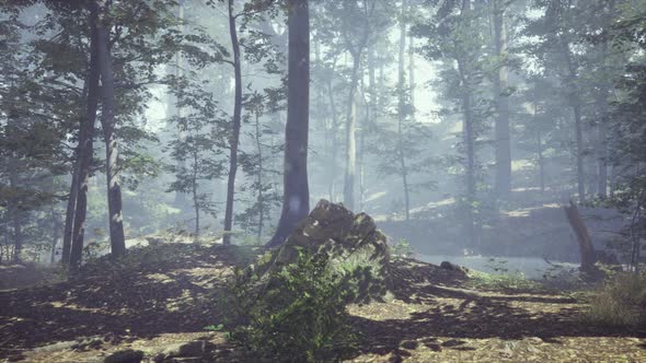 Foggy Forest with Soft Sun Light