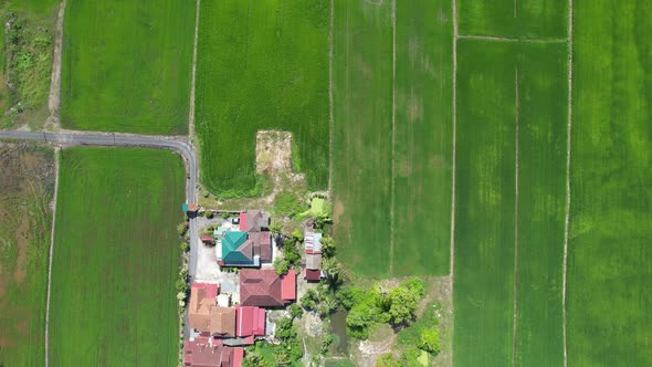 The Paddy Rice Fields of Kedah and Perlis, Malaysia