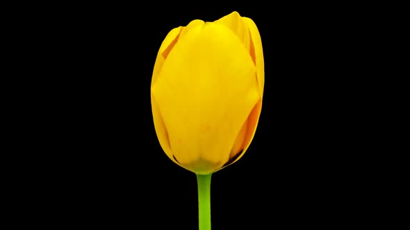 Tulip Blossoming Cutout