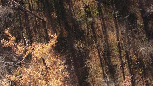 Vertical Video Autumn Forest with Trees in Ukraine Slow Motion