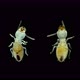 Termite (Isoptera) Reticulitermes Speratus Under a Microscope, Family Rhinotermitidae - VideoHive Item for Sale