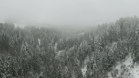 High view of snow covered pine trees with a thick layer of fog in the background