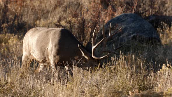 A herd of deer grazing in the Rocky Mountain National Park