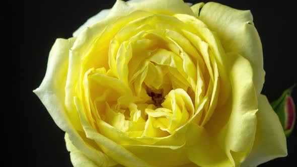 Yellow Rose Blossom 4