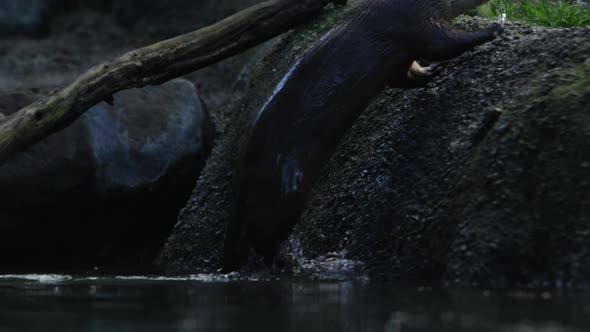 otter jumps out of water up the river bank epic slow motion