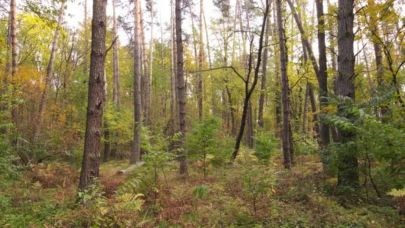 Forest with Trees in the Fall During the Day