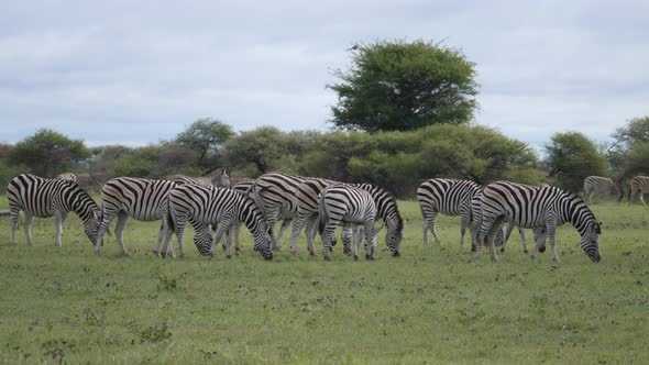 Herd of Zebra grazing at Nxai Pan 