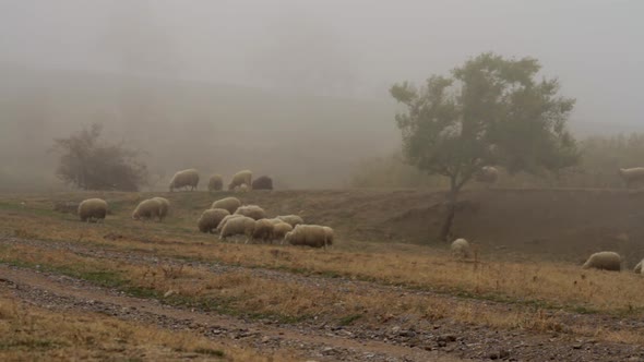 Flock Of Sheep Grazing Grass In The Meadow