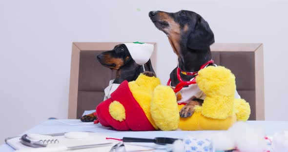 Dachshund Dogs Bark Looking at Owner Near Torn Teddy Bear