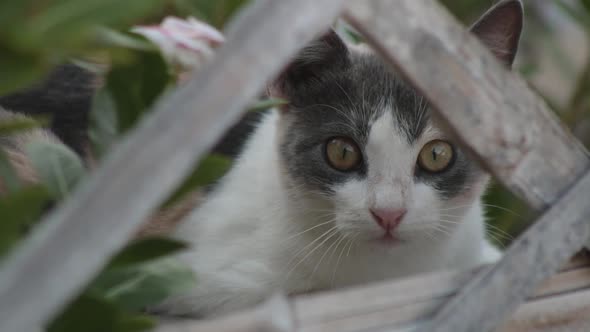 Curious alert cat looking at the camera through white fence and plants, still shot