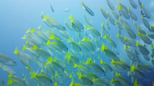 Tropical Fish in the Blue Ocean