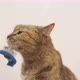 Male Hand Combing a Cat with a Special Brush - VideoHive Item for Sale