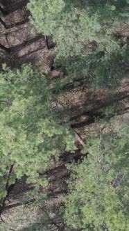 Vertical Video of Pine Forest Aerial View Slow Motion