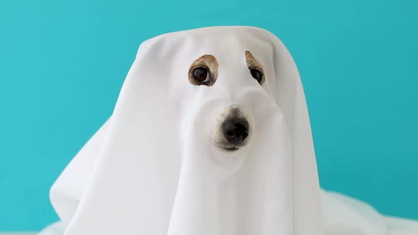 Dog Sit As a Ghost Scary and Spooky