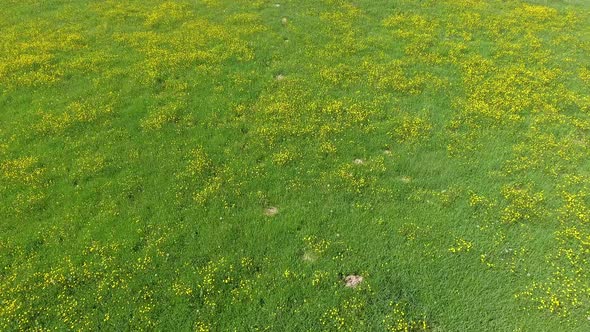 Yellow Flowers on the Meadow