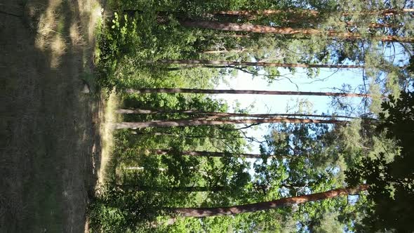 Vertical Video of a Forest with Trees