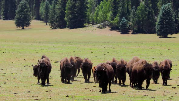 A herd of bison in Arizona